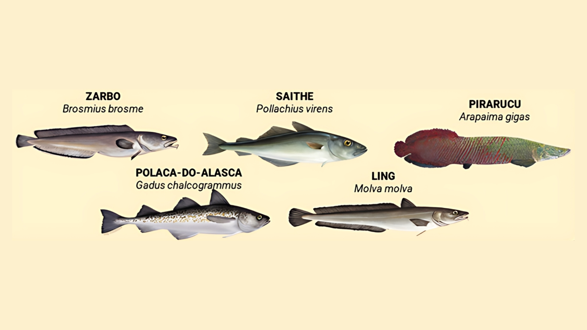 Espécies que estão sendo comercializadas como bacalhau, mas não o são