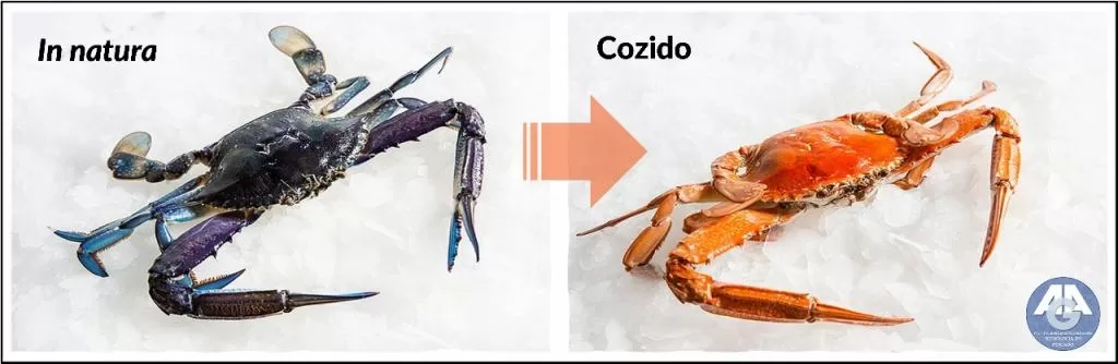 Comparativo de caranguejo cru escuro à esquerda e cozido laranja à direita, sobre gelo.