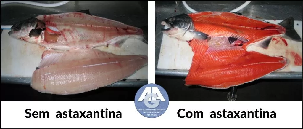  Foto comparativa de peixes: filé pálido sem pigmento versus filé vermelho com astaxantina.