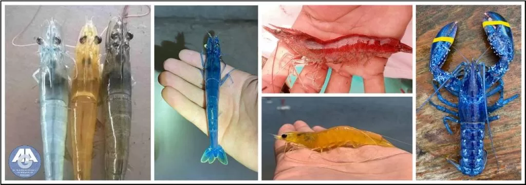 Painel com camarões e uma lagosta exibindo tons azul, vermelho e amarelo.