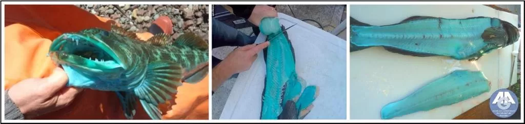 Três fotos do lingcod com carne azul-turquesa: animal inteiro, filetagem e filés.
