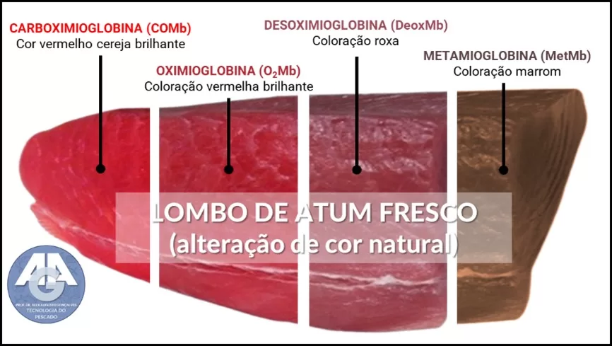 Infográfico do lombo de atum mostrando quatro estados da mioglobina e suas cores correspondentes.