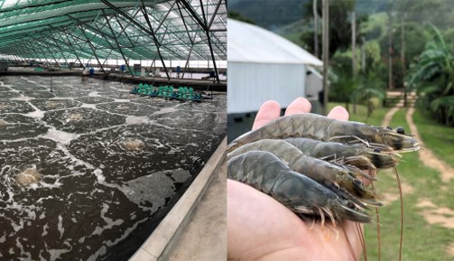 Tanque coberto com sistema de bioflocos e mão segurando camarões marinhos cultivados em fazenda aquícola