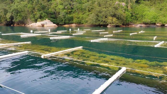 Tanques-rede com cultivo de algas marinhas em área costeira cercada por vegetação