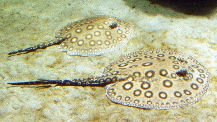 Arraias de água doce da família Potamotrygonidae