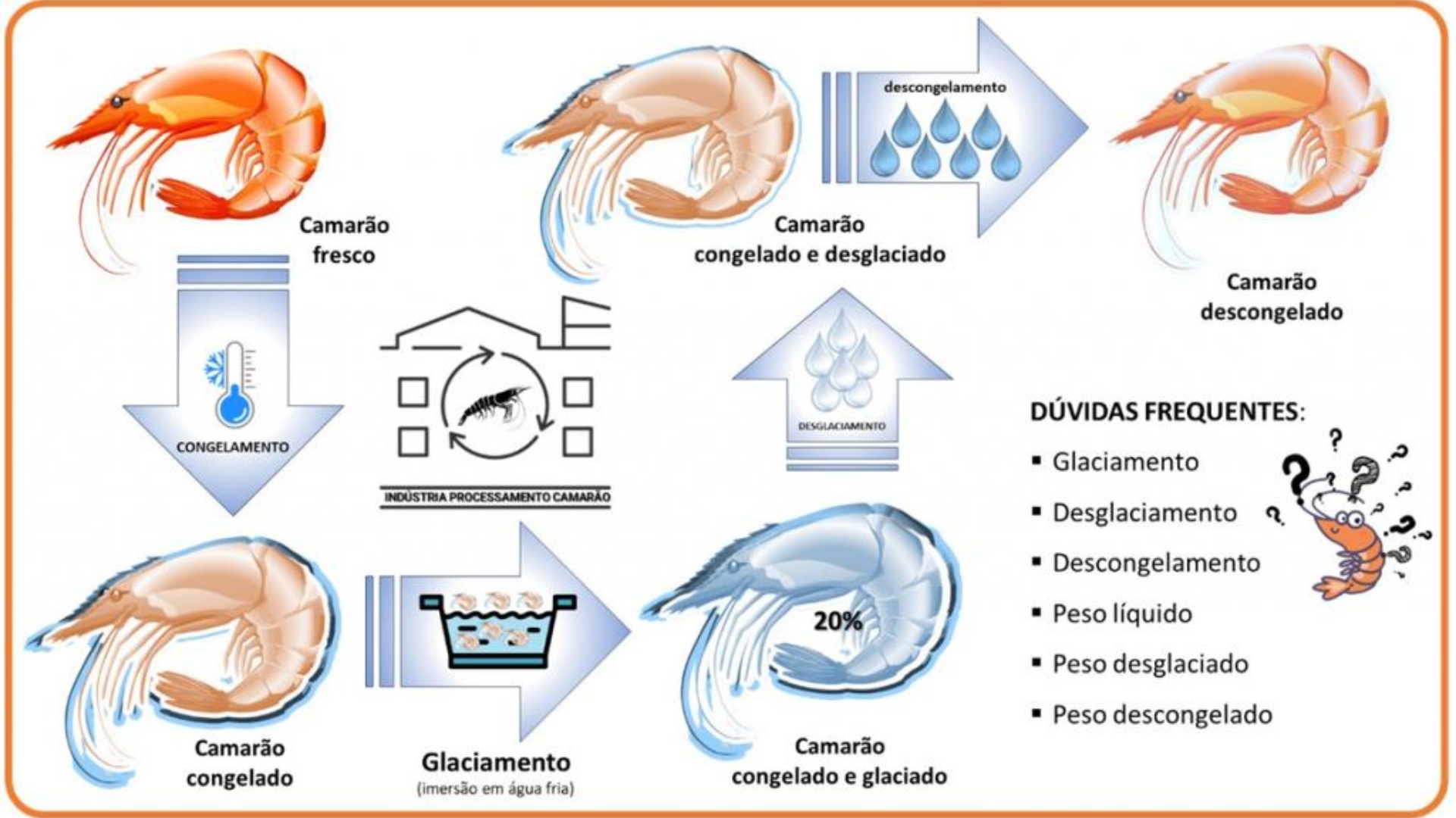 Etapas do congelamento e glaciamento do camarão