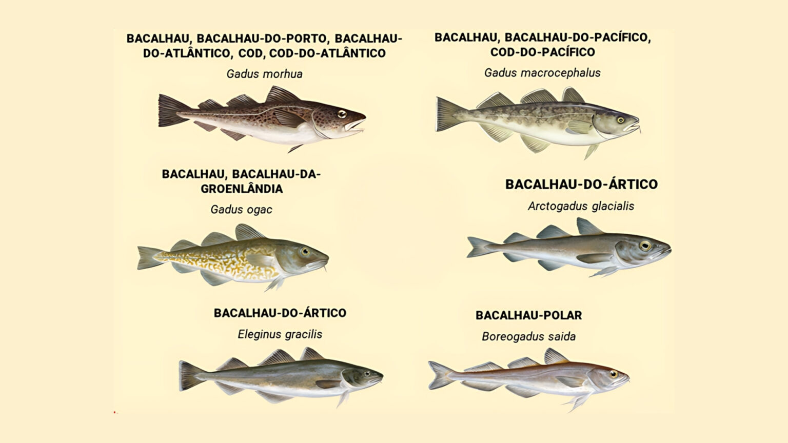Bacalhau: entenda o verdadeiro peixe e o processo