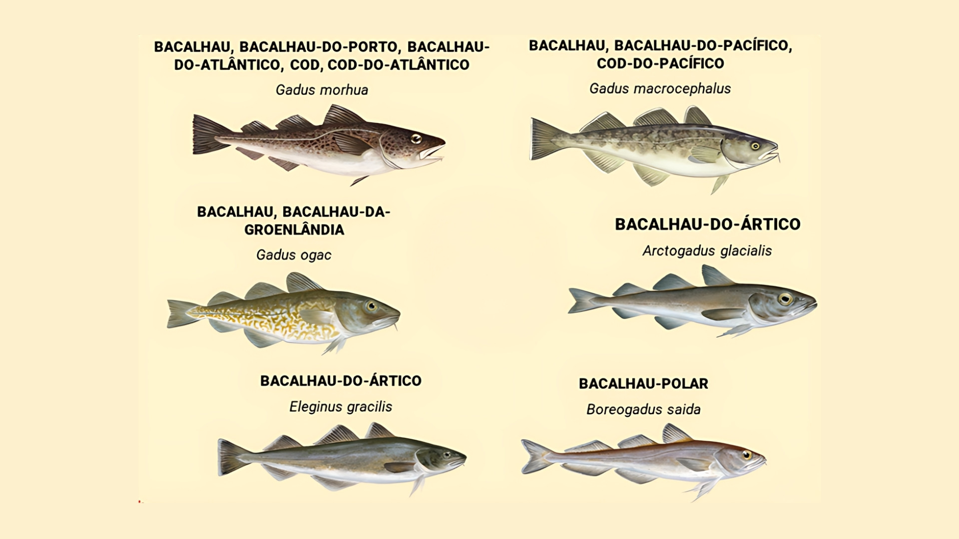 Diferentes espécies de bacalhau com nomes científicos