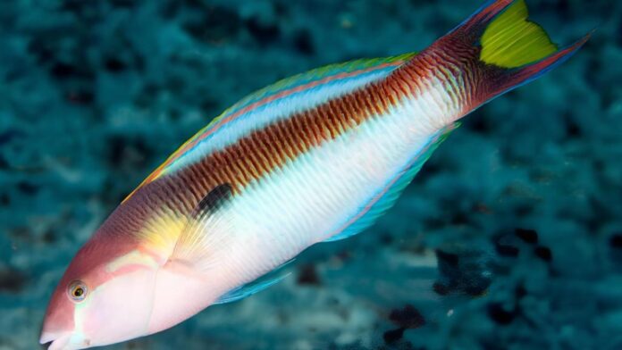 Peixe recifal endêmico identificado em estudo da UFSC