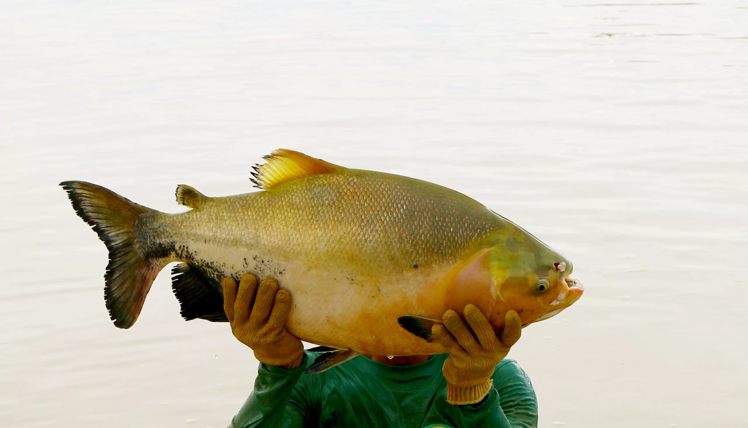 Pessoa segurando um tambaqui (Colossoma macropomum) com as duas mãos diante de um corpo d’água; o peixe é robusto, com coloração parda na parte superior e escura na inferior, nadadeira adiposa curta e corpo com escamas visíveis.