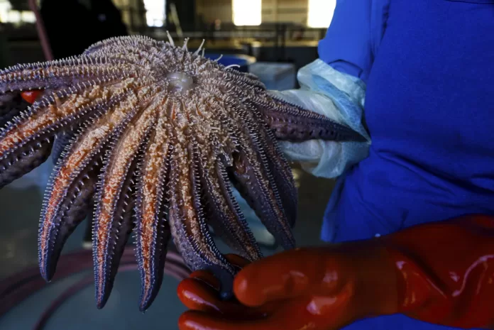 Estrela-do-mar-de-girassol (Pycnopodia helianthoides) sendo examinada por cientista em estação de pesquisa marinha.