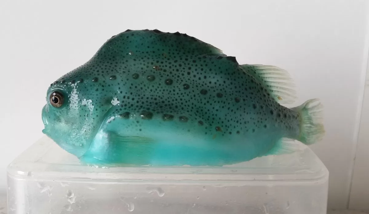 Juvenil de lumpfish Cyclopterus lumpus usado no controle biológico na salmonicultura