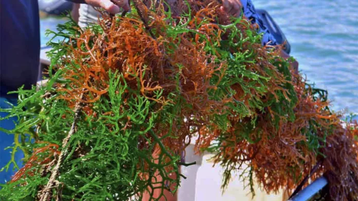 Cultivo da macroalga Kappaphycus alvarezii no litoral catarinense