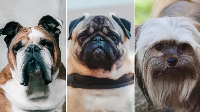Cães braquicefálicos tratados com pele de tilápia para lesões oculares