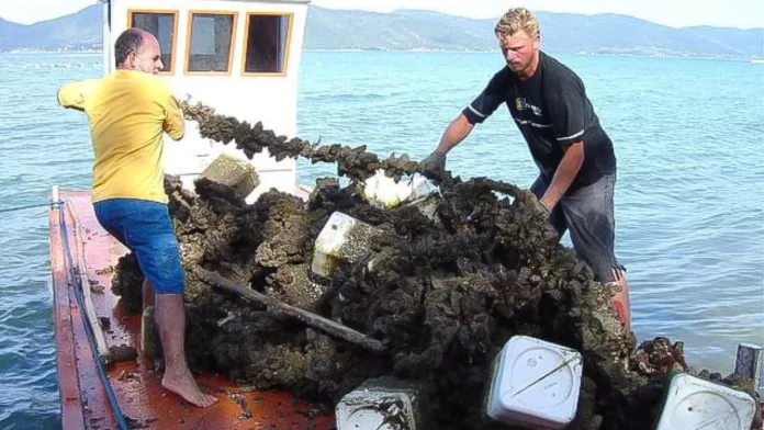 Produtores retiram cultivo de moluscos bivalves do mar em Santa Catarina