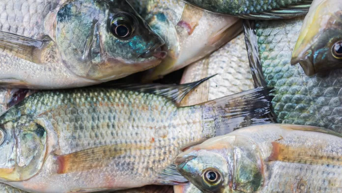 Tilápia vietnamita no mercado brasileiro