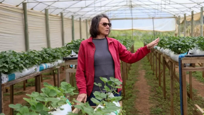Produtora de morangos em estufa utilizando biofertilizante da Epagri