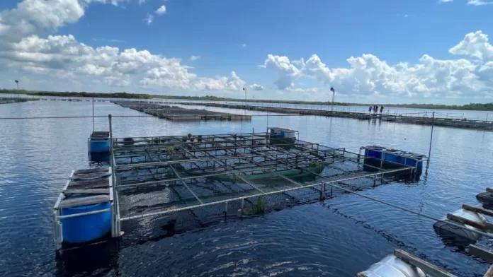 Tanques-rede de aquicultura na Amazônia
