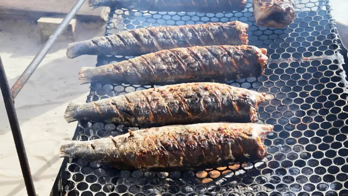 Tainhas assadas na brasa sobre grelha metálica, tradição da pesca artesanal em Florianópolis. Foto registrada na Barra da Lagoa.