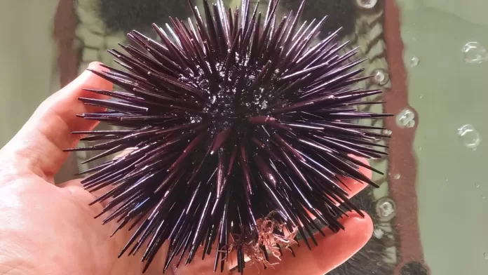 Ouriço-do-mar cultivado em laboratório pela UFSC