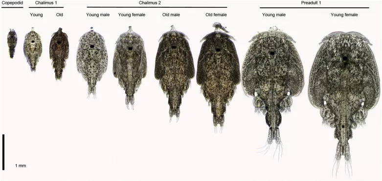 Estágios de desenvolvimento do piolho-do-salmão Lepeophtheirus salmonis do copepodito ao pré-adulto