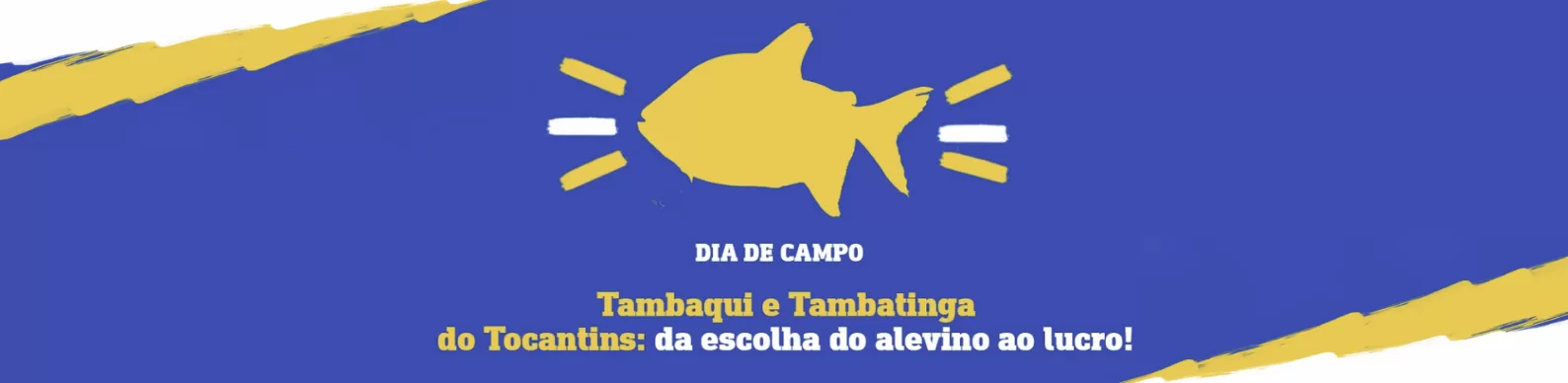 Tambaqui e Tambatinga do Tocantins: da escolha do alevino ao lucro!