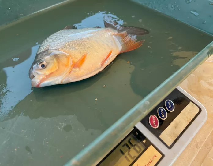 Tambaqui em experimento de aquicultura no Tocantins