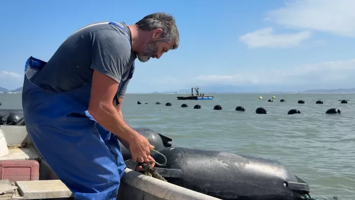 Cultivador manuseando estruturas flutuantes no mar de Sambaqui, em Florianópolis