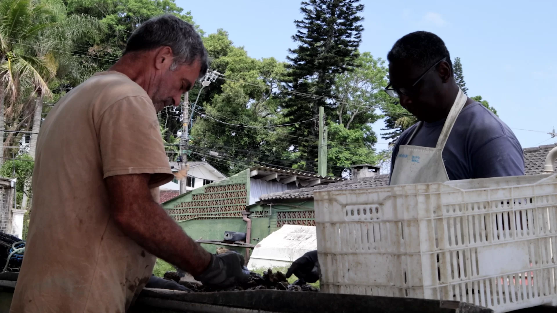 Pesquisadores manipulando ostras colhidas em ambiente urbano