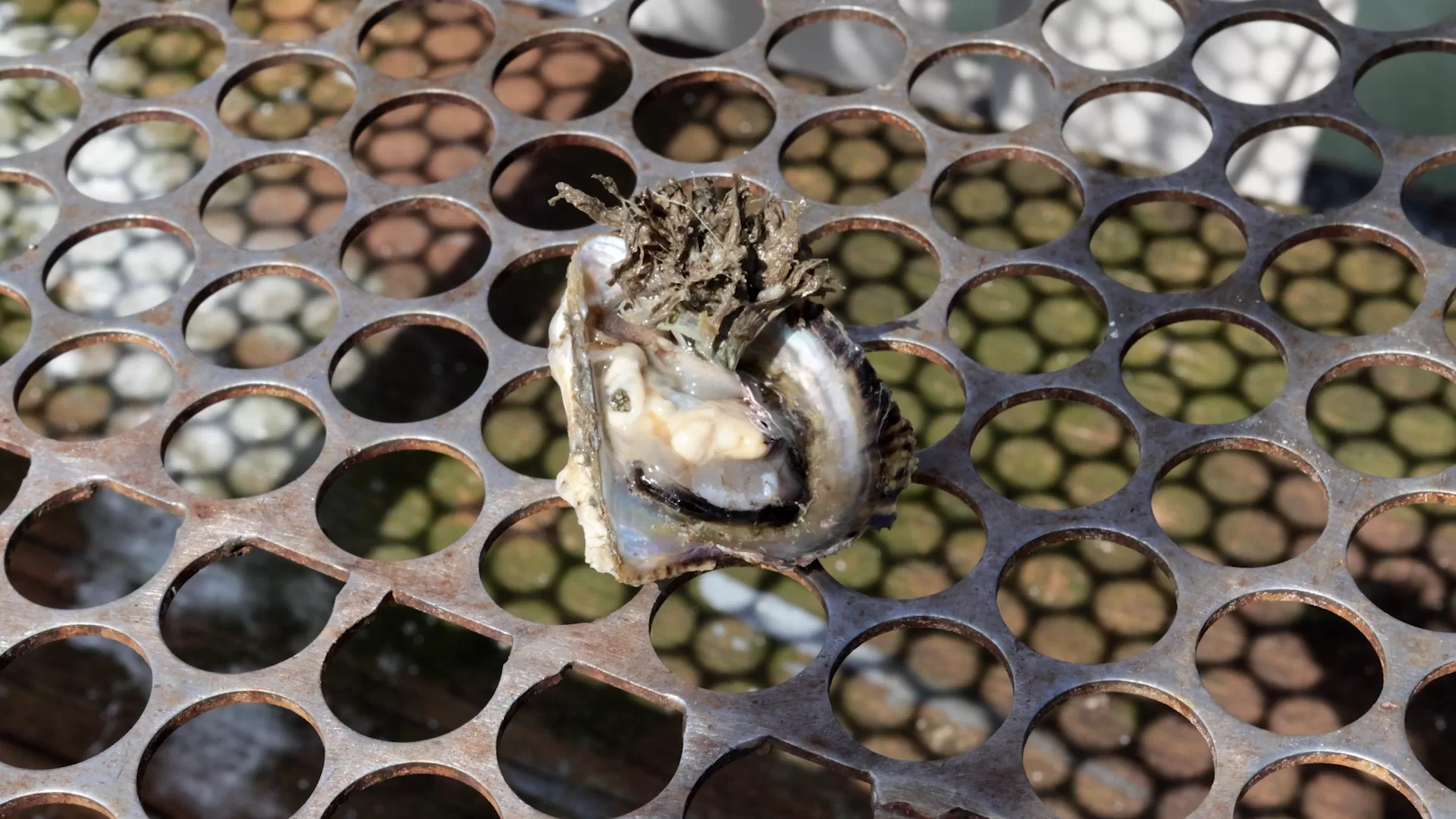 Conchas abertas mostrando o interior de ostras cultivadas