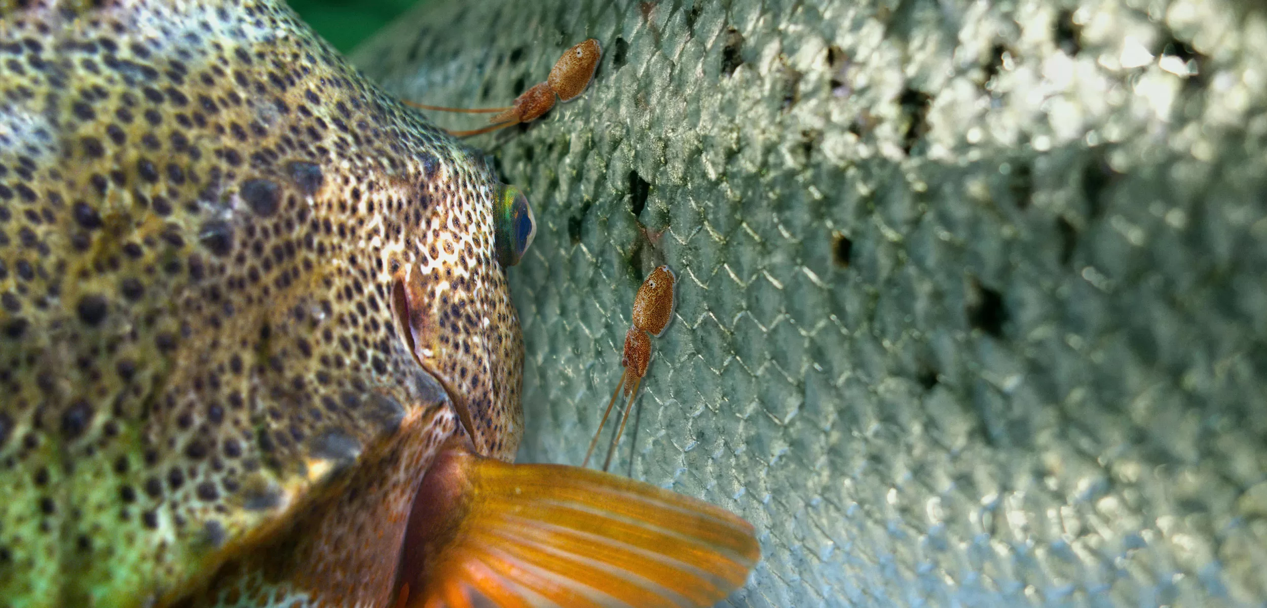 Close de lumpfish comendo piolhos-do-salmão da pele de um salmão