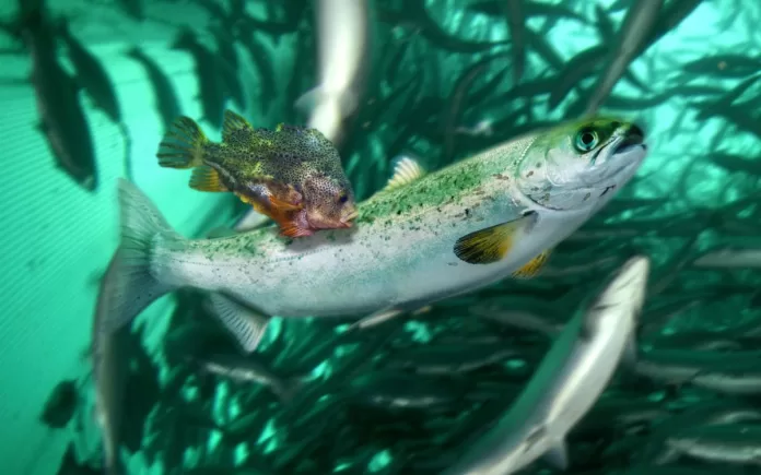 Lumpfish comendo piolhos-do-salmão em viveiro de aquicultura
