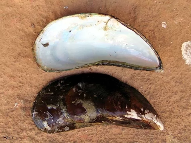 Perna viridis aberta, mostrando a parte interna nacarada e a parte externa marrom-esverdeada, sobre superfície de pedra.