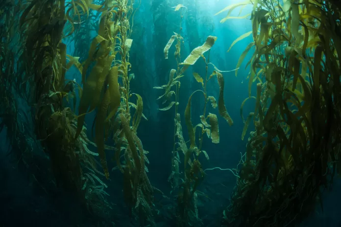 Floresta subaquática de algas marinhas kelp