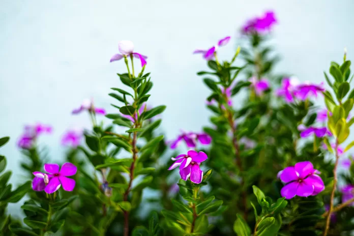 Catharanthus roseus usada em filme biodegradável para detectar frescor do peixe