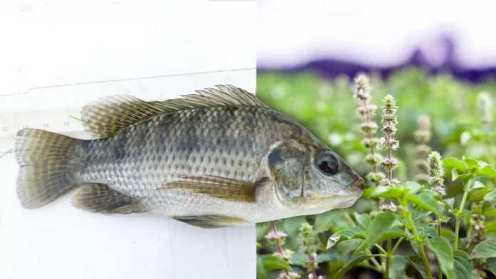 Tilápia-do-Nilo e folhas de manjericão-da-Índia usados em estudo sobre redução da toxicidade do cádmio