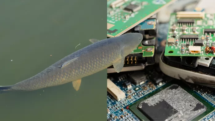 Colagem de carpa-capim nadando e lixo eletrônico em contêineres