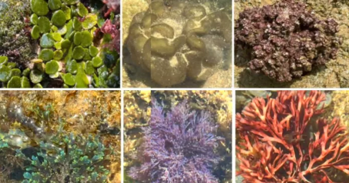Seis espécies de macroalgas marinhas fotografadas em piscinas naturais no litoral brasileiro
