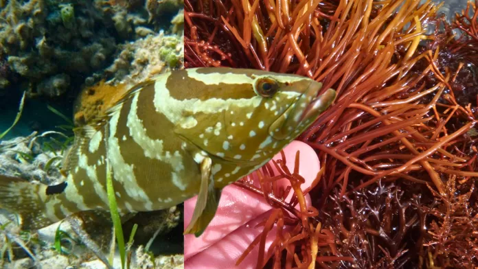 Garoupa híbrida e macroalga Gracilaria em aquicultura integrada
