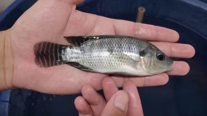 Tilápia do Nilo utilizada em pesquisa sobre tratamento natural contra infecções