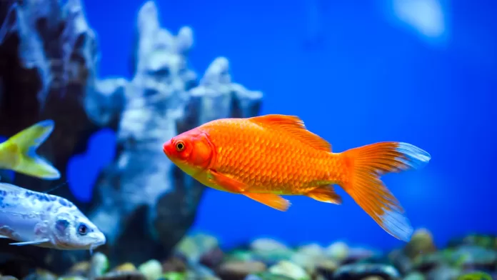 Peixe ornamental dourado em aquário
