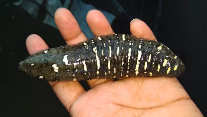 Pepino-do-mar Holothuria scabra de coloração escura com manchas claras, segurado na palma da mão, em estudo no Sri Lanka.