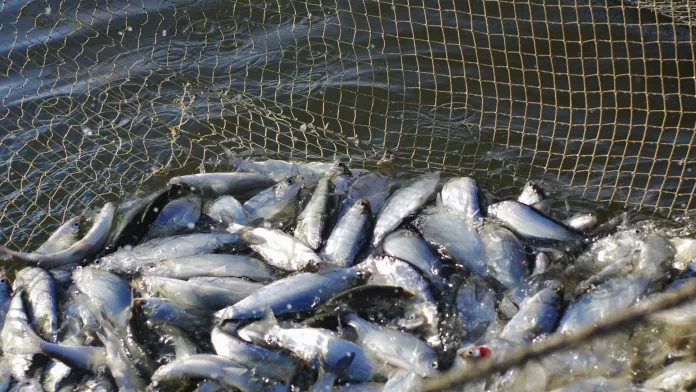 Peixes em rede de cultivo aquícola durante colheita