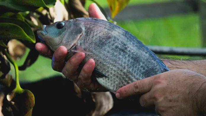 Tilápia sendo segurada em mãos durante manuseio na aquicultura