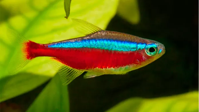 Peixe tetra-neon, espécie ornamental amazônica colorida em aquário