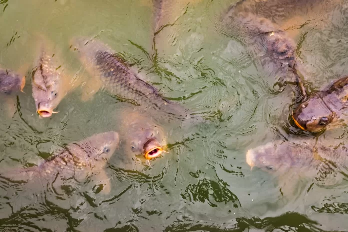 Carpas em viveiro de aquicultura nadando próximas à superfície da água