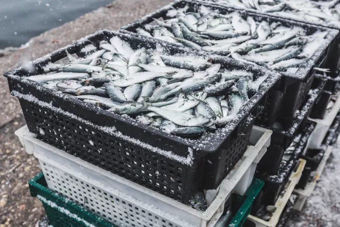 Caixas com peixes frescos cobertos de gelo em porto de pesca