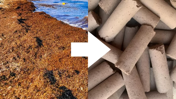 Montagem com seta: à esquerda, sargaço acumulado em praia; à direita, cilindros de cerâmica leve feitos a partir do Sargassum.