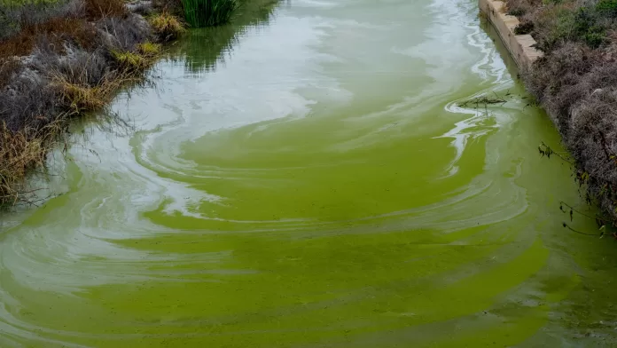 Água contaminada por guanitoxina causada por cianobactérias