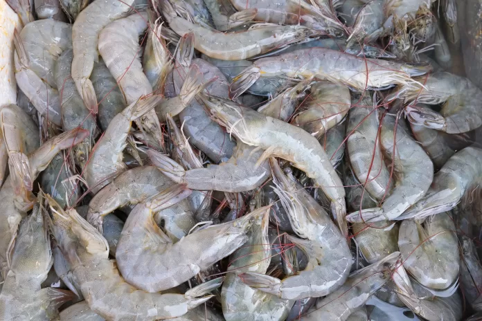 Imagem de camarões cultivados, representando o crescimento da carcinicultura no Brasil em 2024, de acordo com dados do IBGE.